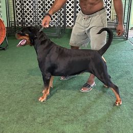 Holly - Rottweiler