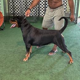 Holly - Rottweiler
