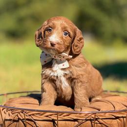 Dollywood - Caramel red female Australian Labradoodle puppy in Clarksville, Tennessee from Fairytale Lane Australian Labradoodles