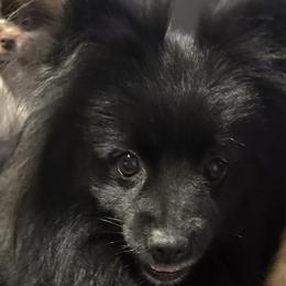 Dachshunds and Pomeranians from Purebred Pawprints