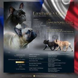 Kennedy - Brindle female French Bulldog puppy in Peachtree City, Georgia from Eastham’s  Open French Bulldogs