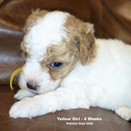 Girl 2 - female Goldendoodle puppy in Coppell, Texas from Bethel Stream Goldendoodles