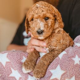 Daisy - Apricot female Poodle puppy in Phoenix, Arizona from Moonshine Kennels AZ