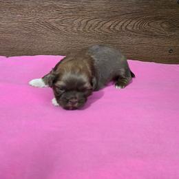 Girl 2 - Liver female Shih Tzu puppy in Meadows Of Dan, Virginia from Walt’s Shih Tzus