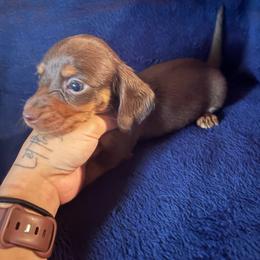 Daisy - Chocolate and tan female Dachshund puppy in Gulfport, Mississippi from Candy & Caits Farmstead Mini Doxies