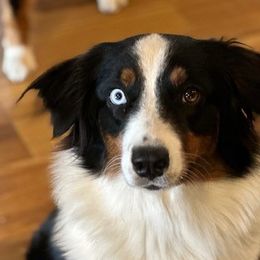 Dolce' - Australian Shepherd