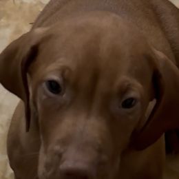 Alvin, Blue - Golden rust male Vizsla puppy in Old Town, Florida from Foxfire Vizslas