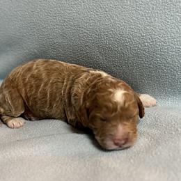 BUBBLES - Caramel ice male Australian Labradoodle puppy in Austin, Texas from AussieTex Labradoodles