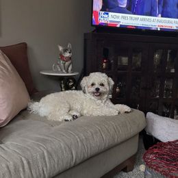 Cockapoo All Grown Up from Puppie Poos 4 U