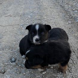 Solara - Black & white female Miniature Australian Shepherd puppy in Leonard, Texas from Tin Roof Aussies