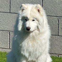 Halo - Samoyed