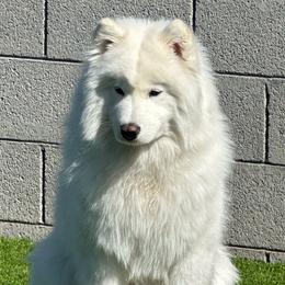 Halo - Samoyed