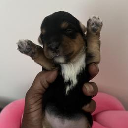 Poodle puppies from Cuddle Buddy Pups by Tee