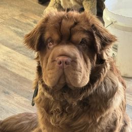 Wally - Companion Cross