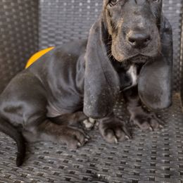 Basset Hound Puppies from MGA Basset Hound