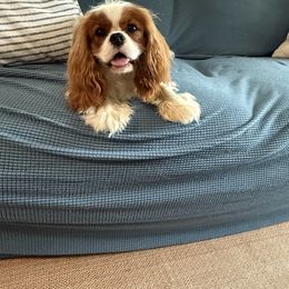 Huey - Cavalier King Charles Spaniel