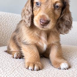Stevie - Dapple male Dachshund puppy in Tucson, Arizona from Dachshund Family Co.