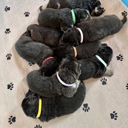 German Shepherd Puppies from Bear Lake Shepherds