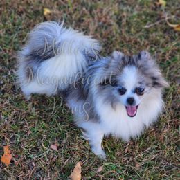 Rose - Pomeranian