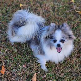 Rose - Pomeranian