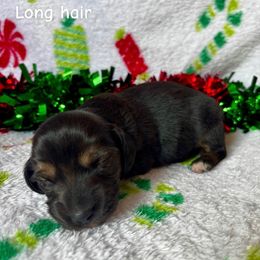 Peach - Black and tan female Dachshund puppy in Aiken, South Carolina from State Eight Dachshunds