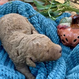 Helen - Red  female Poodle puppy in Klamath Falls, California from Rossiter Poodles