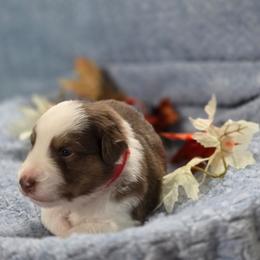 Red Collar - Red tri-color male Miniature American Shepherd puppy in Statesboro, Georgia from Azure Miniature American Shepherds