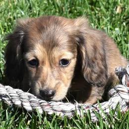 Dachshund Puppies from Desert Horizon Dachshunds