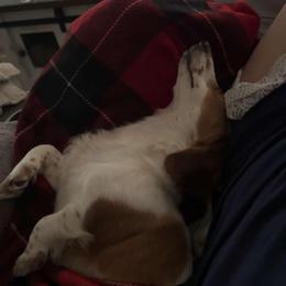Dachshund Puppies from Camacho_Dachshunds