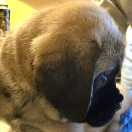 Dora - Fawn female Mastiff puppy in Las Vegas, Nevada from Mikayel Nikogosyan