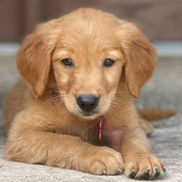 Golden Retrievers from Sunnyside Meadows Goldens