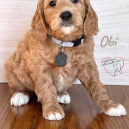 Bernedoodle and Goldendoodle Puppies from BrookeMarie’s Goldendoodle Love