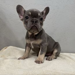 Girl 2 - Tricolors female French Bulldog puppy in Casa Grande, Arizona from Slash O Kennels