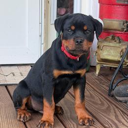 Bane (Red Collar) - Black and mahogany male Rottweiler puppy in Industry, Illinois from KDKs Kennels