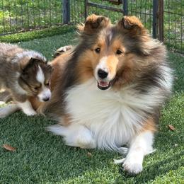 Shetland Sheepdog puppies from Cielito Lindo Shelties