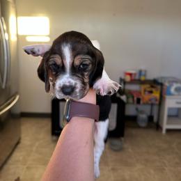 Boy 6 - Black and white male Basset Hound puppy in Las Animas, Colorado from J&D Dachsies