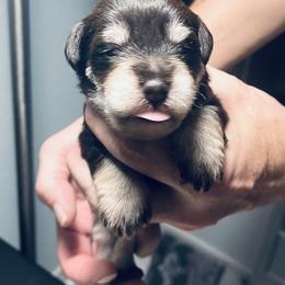 Boy 2 - Liver male Miniature Schnauzer puppy in Pensacola, Florida from Reservoir Dogs