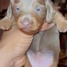 Charlotte - Fawn (isabella) and tan female Dachshund puppy in Santa Ana, California from Make Dachshunds Great Again