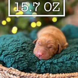 Winslet - Yellow female Labrador Retriever puppy in Puyallup, Washington from 12 Door Farm Labradors