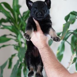 Brielle - Bi-color female German Shepherd puppy in Coarsegold, California from Yosemite Shepherds