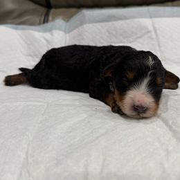 Boy 3 - Tri-color male Bernedoodle puppy in Spring Hill, Florida from Ohana Doodles