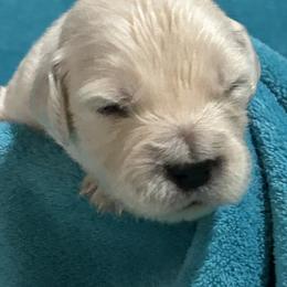 Peanut - Light golden male Golden Retriever puppy in Ennis, Texas from Amberidge Golden Retrievers