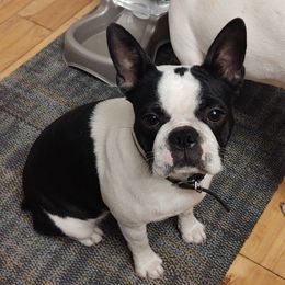 Lexi - Boston Terrier