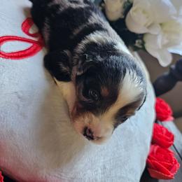 Arrow - Blue merle male Miniature Australian Shepherd puppy in Dunnellon, Florida from Ever After Mini Aussies