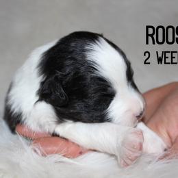 Rooster - Black tri-color male Australian Shepherd puppy in Plain City, Utah from Lost Creek Aussies