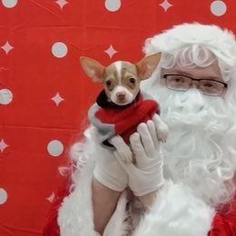 Rob (1850) - Chihuahua puppy from Katie's Krew