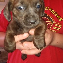 Dachshund Puppies from Elzy Family