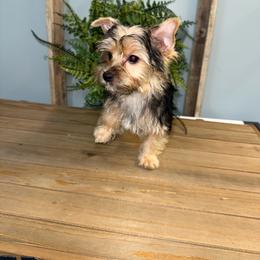 Sir Scruff A Lot McMuffin - Black and gold male Yorkshire Terrier puppy in Cleveland, Tennessee from Moody’s Morkies and More AND Southern Charm Precious Paws