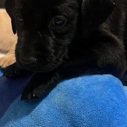 Blue - Black male Labrador Retriever puppy in Dennis, Mississippi from Outlaw Ridge Kennels