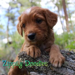 Nemo - Red  male Goldendoodle puppy in Golden, Colorado from Zippity Doodles